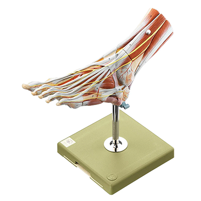 Lower Extremities